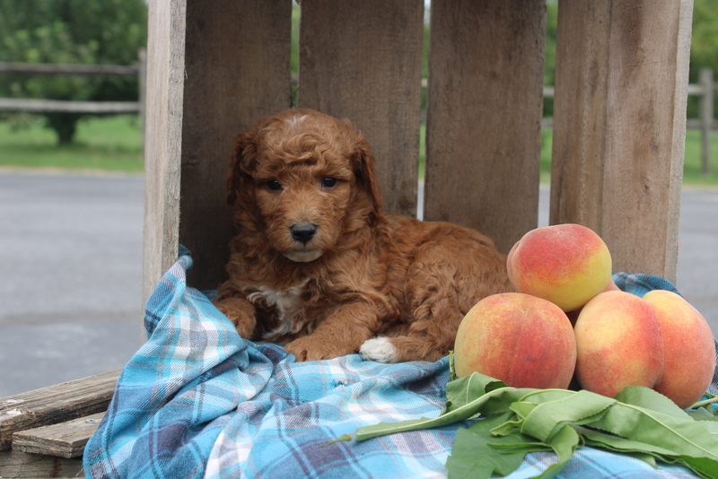 puppy, for, sale, Mini Goldendoodle F2, Matthew B. Stoltzfus, dog, breeder, Gap, PA, dog-breeder, puppy-for-sale, forsale, nearby, find, puppyfind, locator, puppylocator, aca